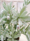 Mini Pearl Drops